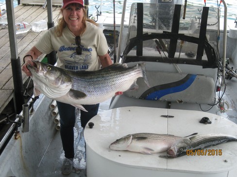 Nice Striped Bass